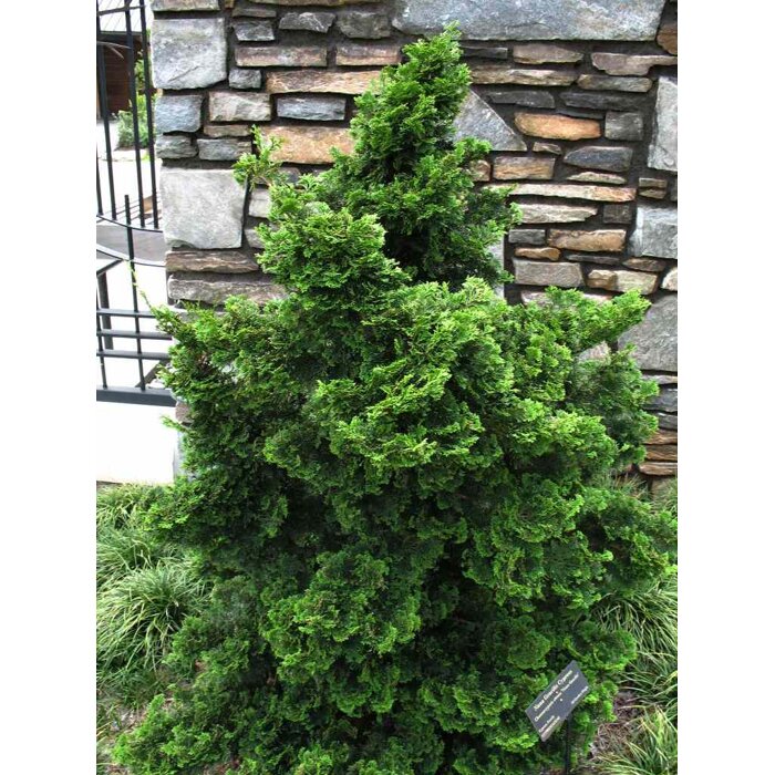 Cypruštek tupolistý - Chamaecyparis obtusa 'Nana Gracilis' - 10/20cm