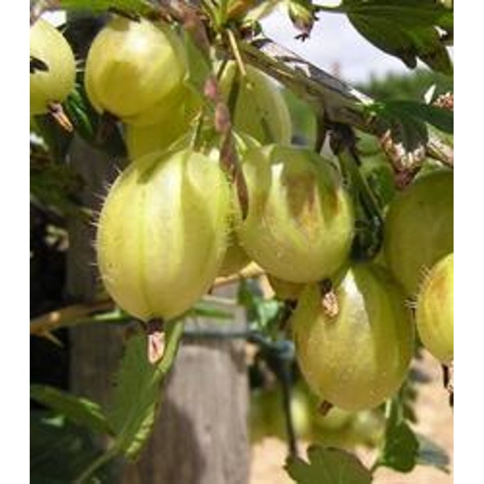 Egreš žltý stromčekový - Ribes uva-crispa ´Prima´ KM60