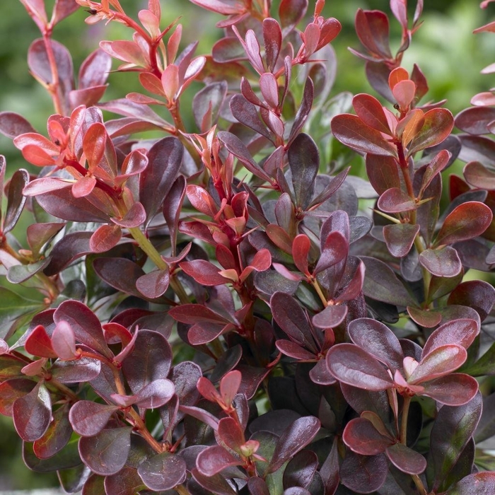  Drá? Thunbergov - Berberis thunbergii ´Atropurpurea ´ - 30/40cm