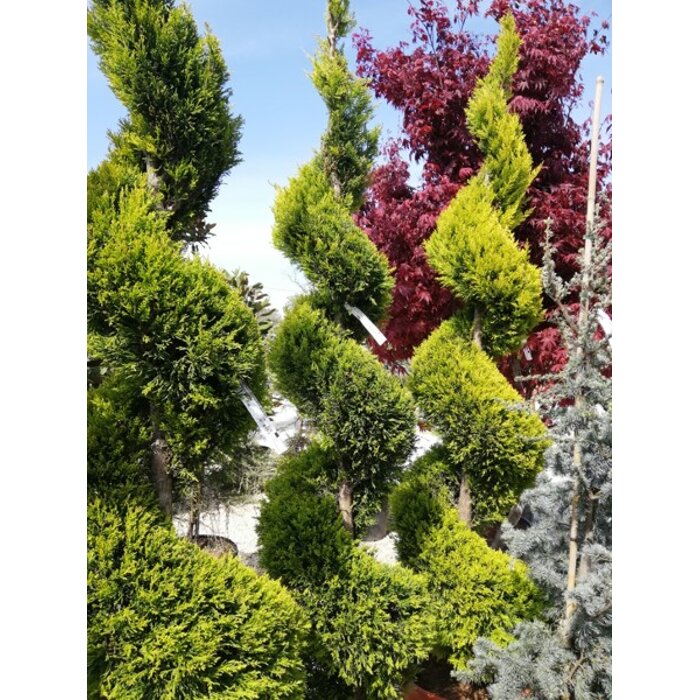 Cyprusovec leylandský  - Cupressocyparis leylandii ´Castlewellan Gold´  SPIRAL-  80/100cm