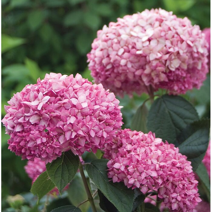 Hortenzia strom?ekovitá - Hydrangea arborescens 'Pink Annabelle'