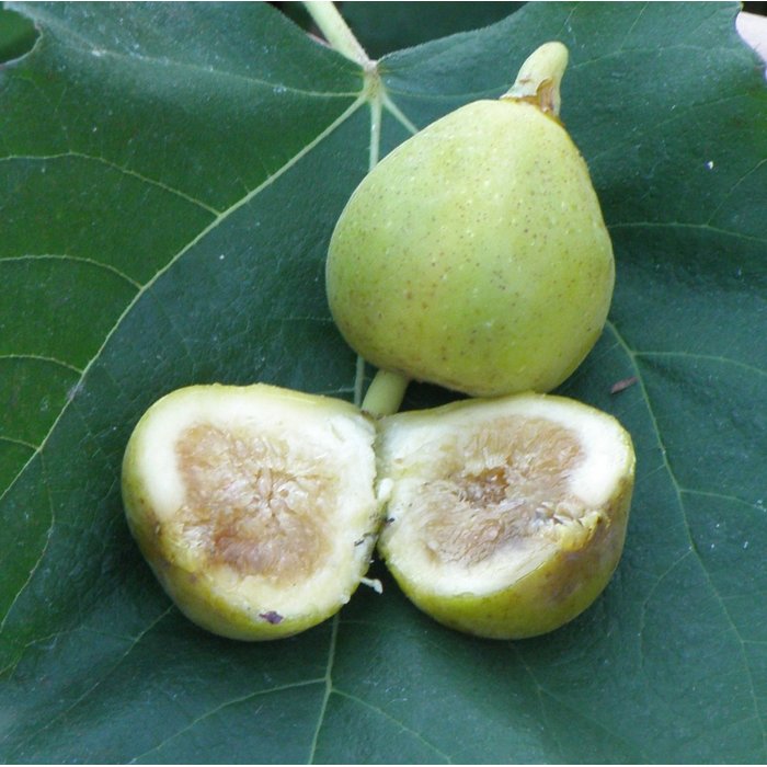 Figovník - Ficus carica ´Mary Lane´ (bezsemenné) 35/45 Co2L