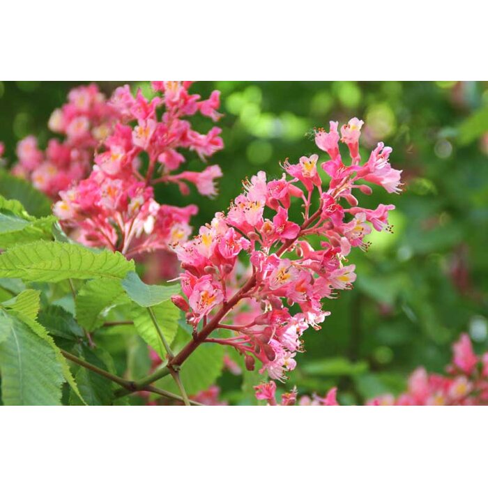 Aesculus carnea ´Briotii´  - Pagaštan ple?ový - na vysokokmeni, 8/10