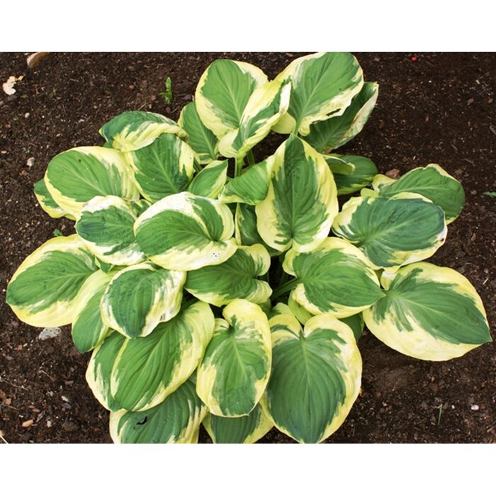 Funkia - Hosta ´Carnival´  P14