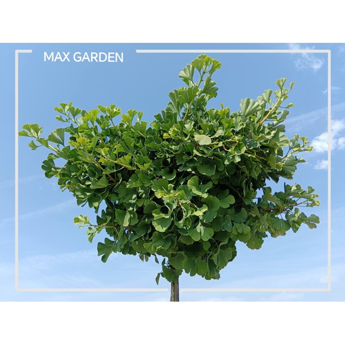 Ginko dvojlalo?né - Ginkgo biloba ´Mariken´ - na 90cm kmeni