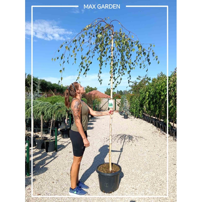 Breza previsnutá - Betula pendula ´Youngii´- na 210cm kmeni