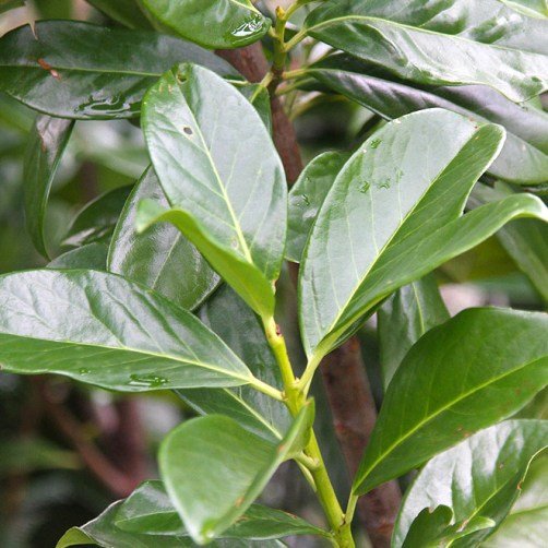 Vavrínovec lekársky Novita - Prunus laurocerasus ´Novita´ Co5L 80/100