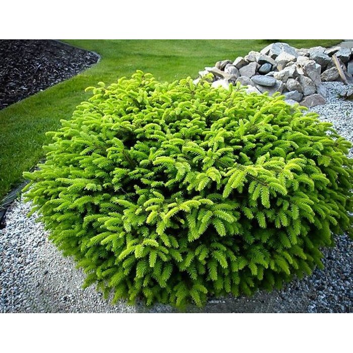 Smrek oby?ajný - Picea abies ´Nidiformis´- 20/25cm