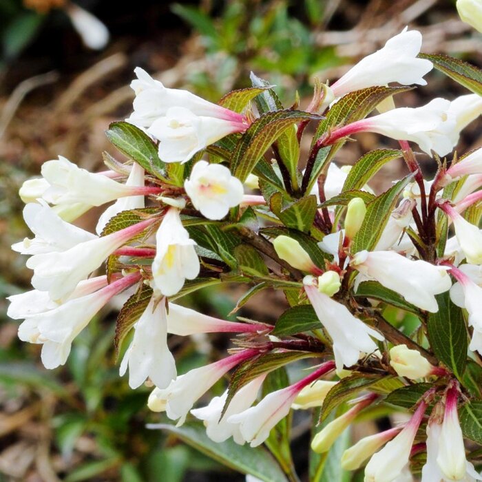 Vajgela kvetnatá  - Weigela florida 'Black and White' - 15/30cm