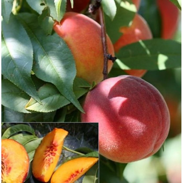 Broskyňa -  Prunus persica 'Harrow Beauty' - stredne skorá Co5L