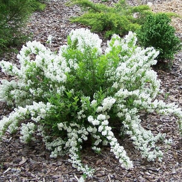 Trojpuk nežný - Deutzia gracilis ´Nikko´ - 20+cm