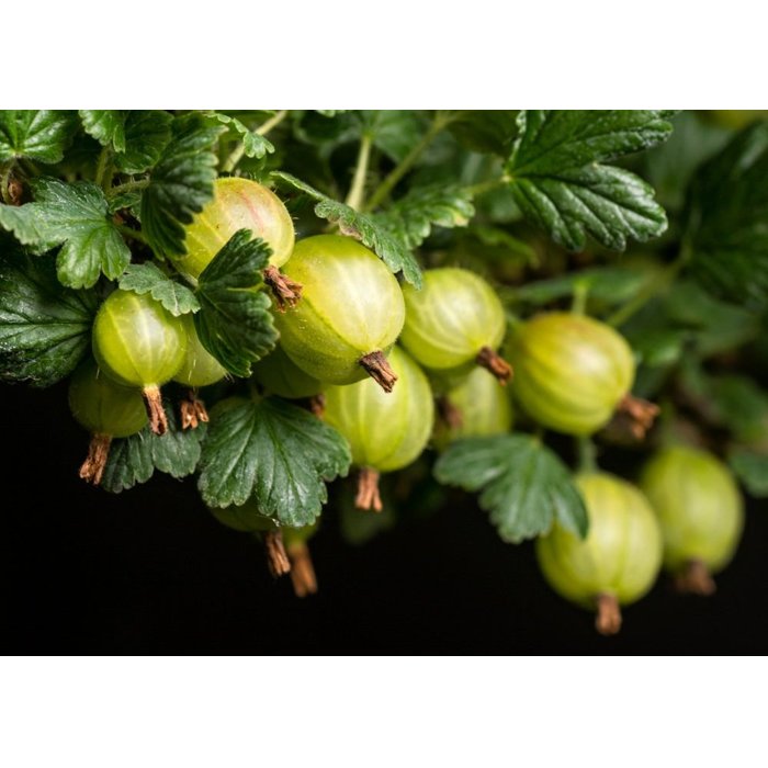 Egreš biely -  Ribes uva-crispa  'Hinnonmaeki Grün'  Veľkosť: 40 , RK2