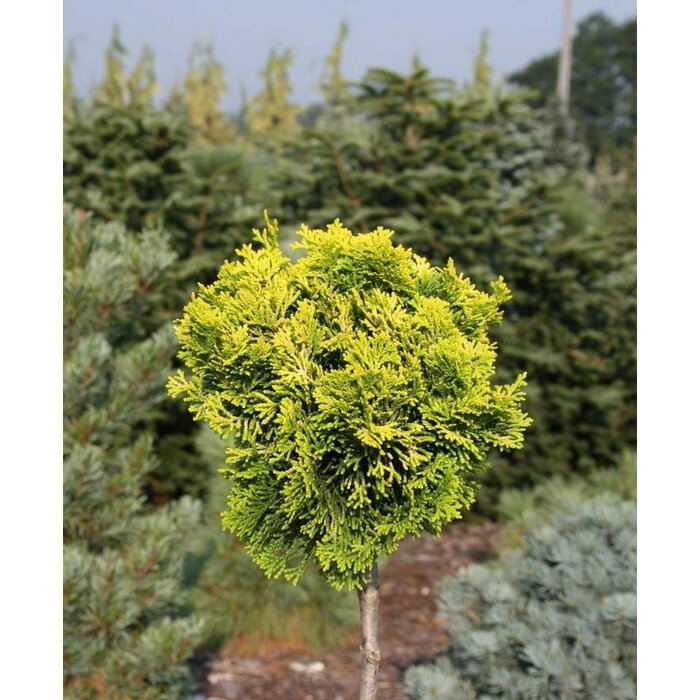 Cypruštek tupolistý  - Chamaecyparis obtusa ''Aurora'' - na 1/4 kmeni