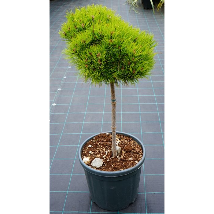 Pinus Nigra ´Marie Bregeon´  Co7-10L  1/4 kmeň