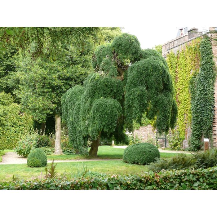 Sofora japonská - Sophora japonica ´Pendula´ KM150