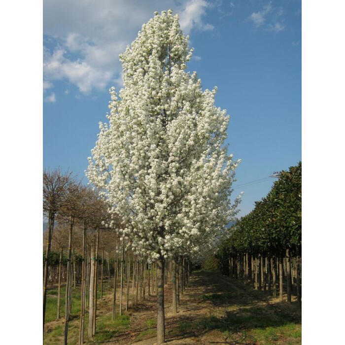 Pyrus calleryana ´Chanticleer´ – okrasná hruška | Elegantný strom do záhrady