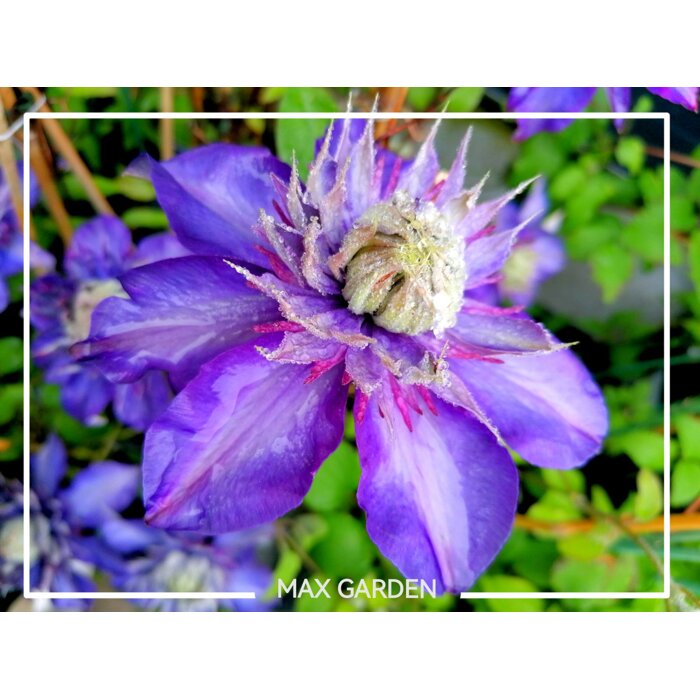 Plamienok - Clematis 'Multi Blue' - 60/80cm