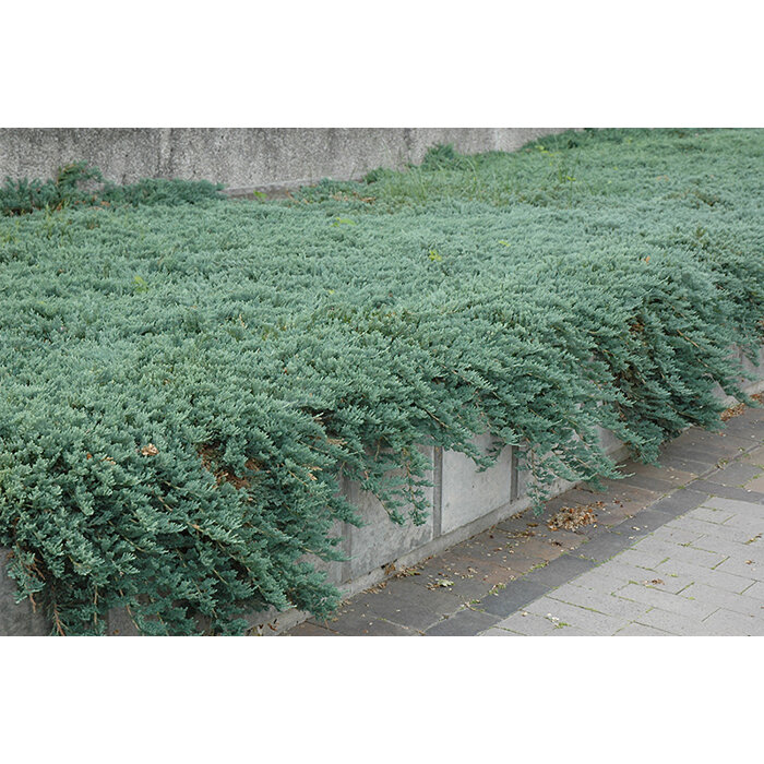 Borievka rozprestretá 'Ice Blue' - Juniperus horizontalis 'Ice Blue'  20/30cm, Co2L