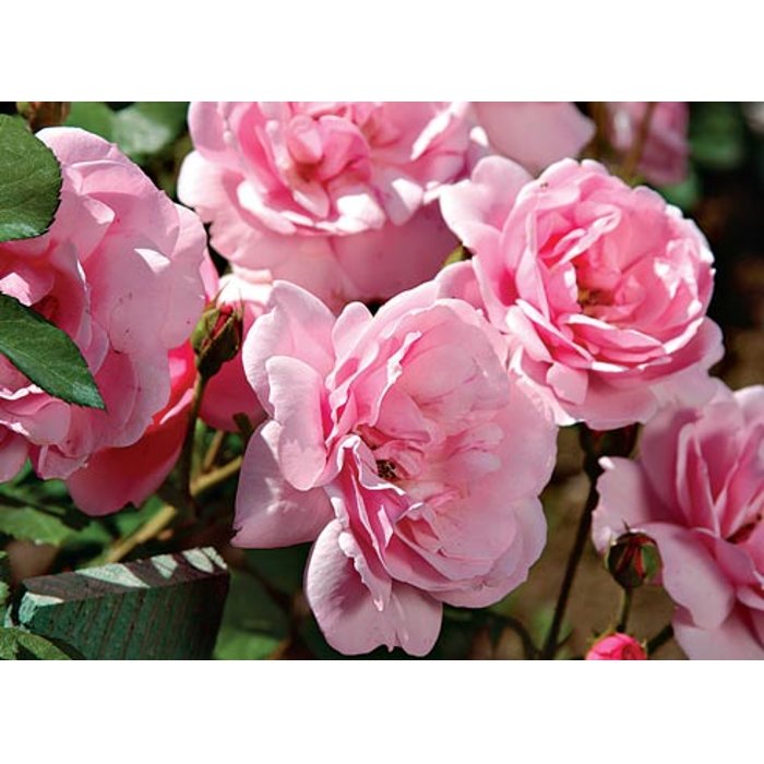 Ruža záhonová - Rosa floribunda ´Diva Selection´- veľkokvetá ružová Co7L