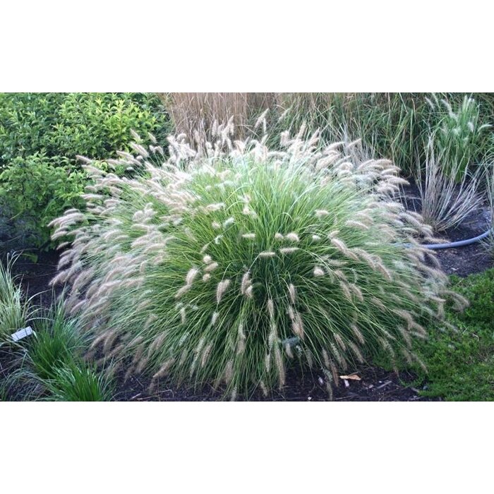 Perovec psiarkovitý - Pennisetum alopecuroides 'Hameln' - 40/50cm