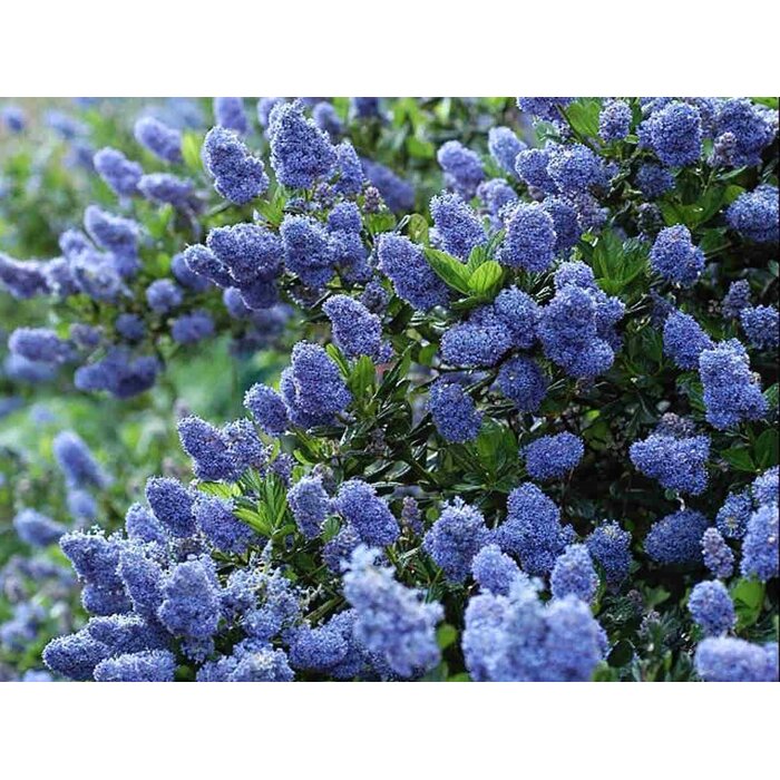 Ceanothus thyrsiflorus 'Repens' - 35/45cm