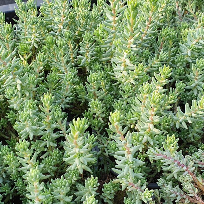 Sedum pachyclados