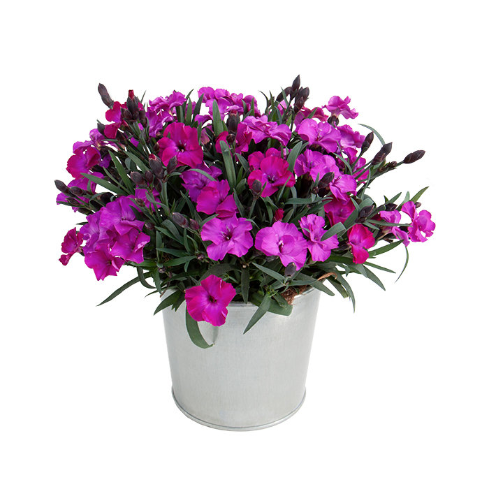 Dianthus 'Scully' P12