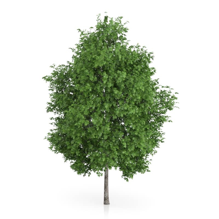 Platan javorolistý - Platanus x acerifolia - 300/400cm