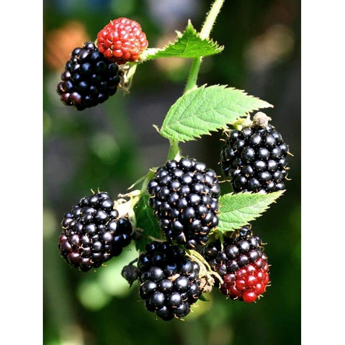Ostružina ?ernicová - Rubus fruticosus ´Black Satin´ - 40cm