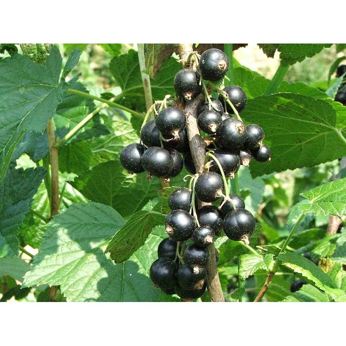 Ríbezľa čierna - Ribes nigrum ´Titania´ 40+