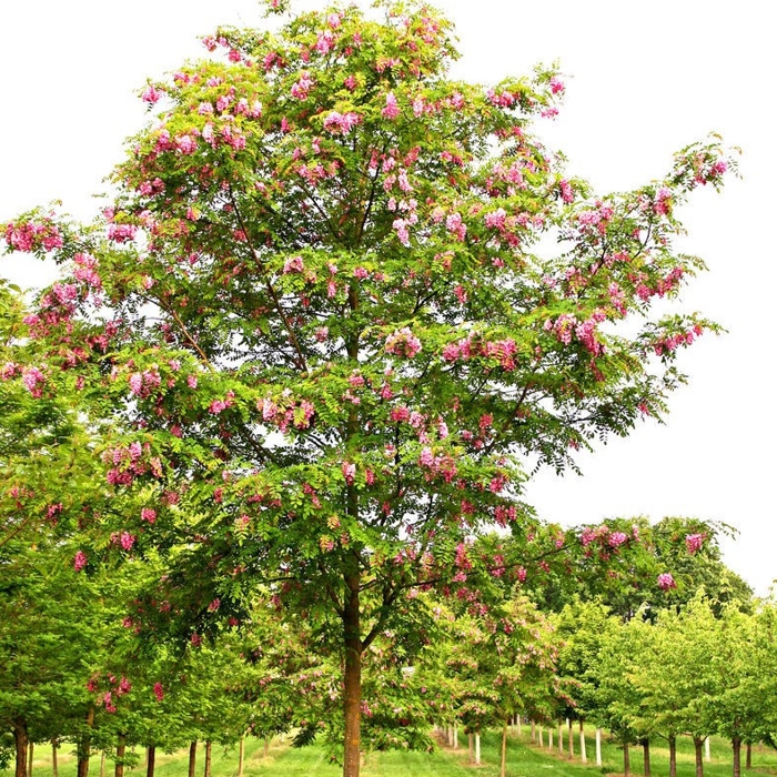 Agát srstnatý - Robinia pseudoacacia ´Casque Rouge´ - na 180/200cm kmeni