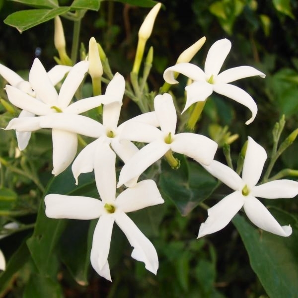 Jazmín Stephanov - Jasminum stephanese  Co2L  40+