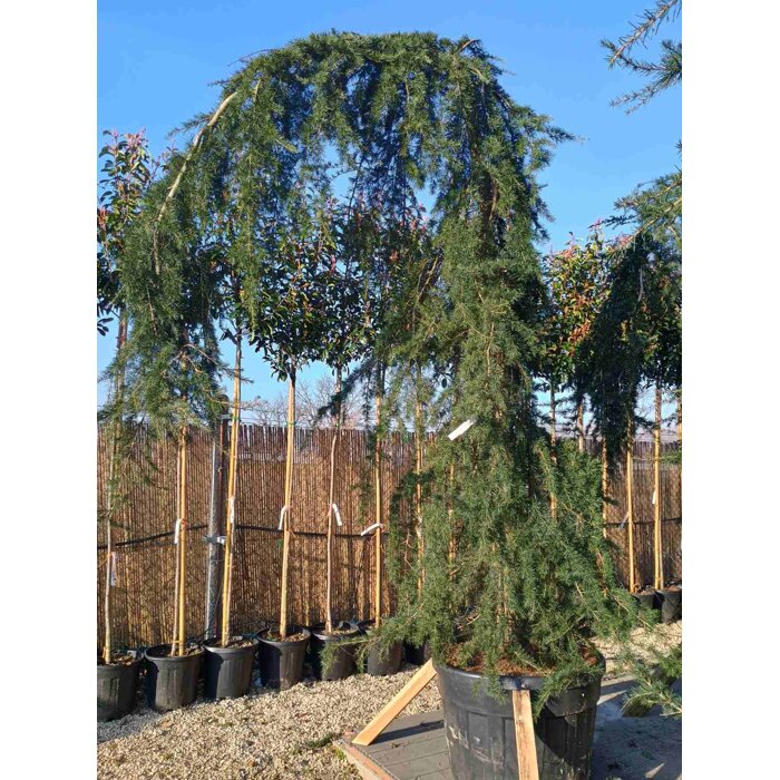 Céder himalájsky 'Pendula' - Cedrus deodara pendula - 300/350cm
