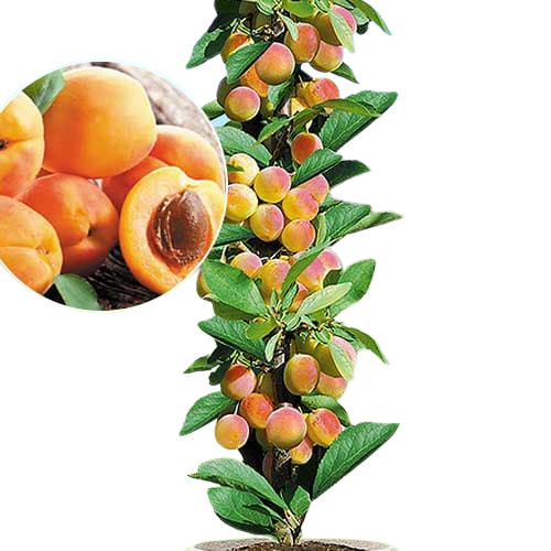 Marhu?a oby?ajná - Prunus armeniaca ´Kompakta´ - st?povitá