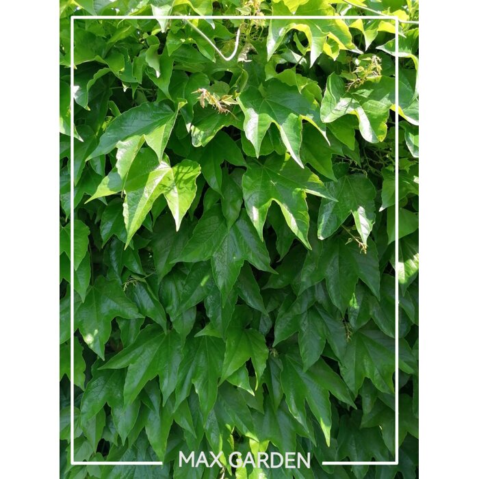 Pavinič ´Veitchii´ | Boston Ivy | Popínavá rastlina | Zelená stena