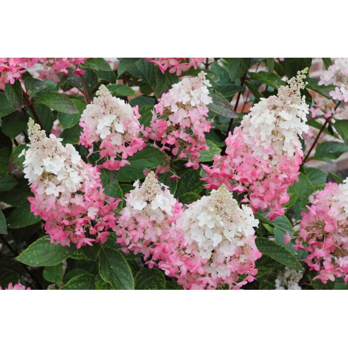 Hortenzia metlinatá - Hydrangea paniculata 'Pinky Winky'