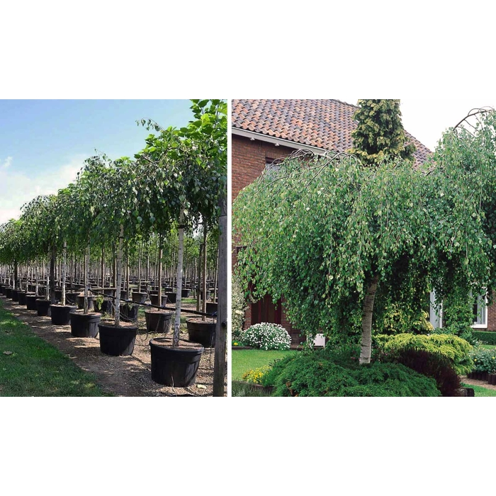 Breza previsnutá - Betula pendula ´Youngii´ - na 180/190cm kmeni