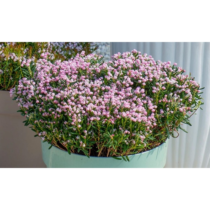 Andromeda polifolia - Andromédka sivolistá ´Blue Ice´ - 15/20cm