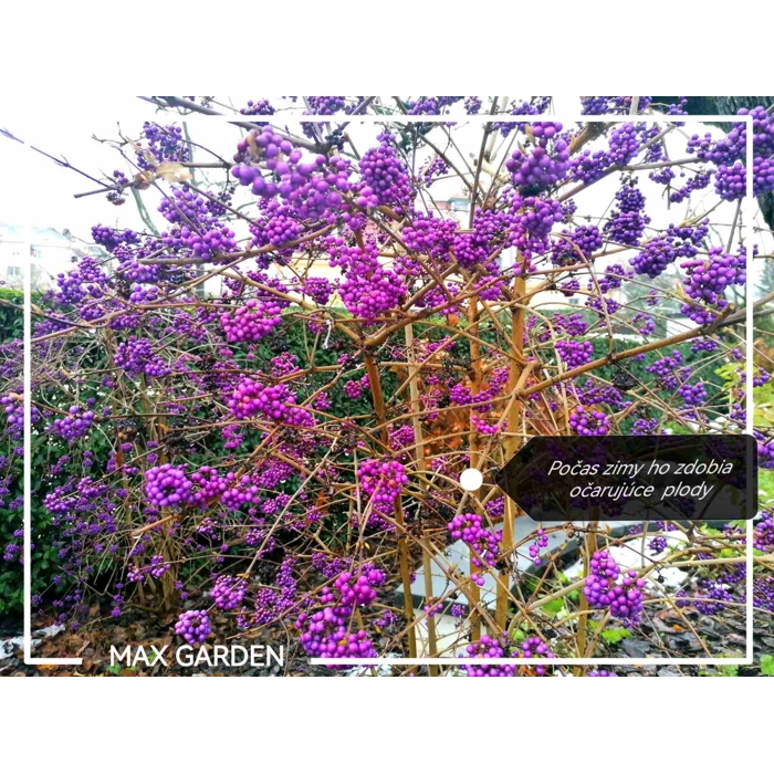 Krásnoplodka - Callicarpa bodinieri 'Profusion' - na 90cm kmeni