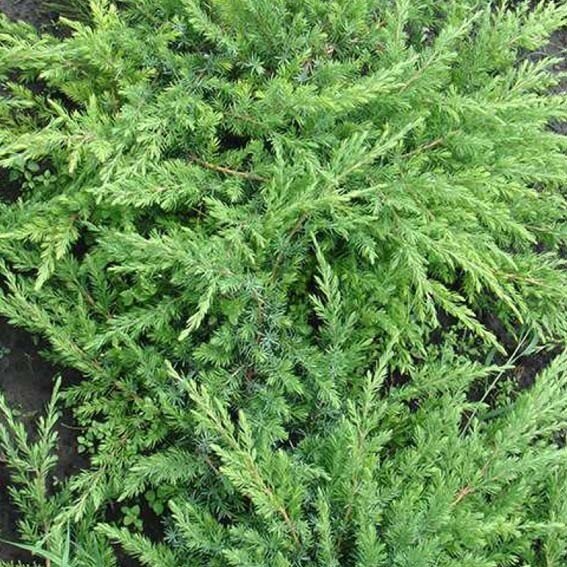 Borievka pobežná - Juniperus conferta 'Schlager'  - 20/30cm