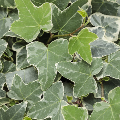 Bre?tan popínavý - Hedera helix ´Hibernica´ P13