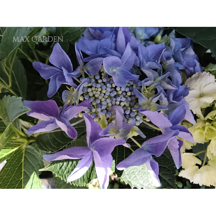 Hortenzia kalinolistá - Hydrangea macrophylla 'Nizza Blue'