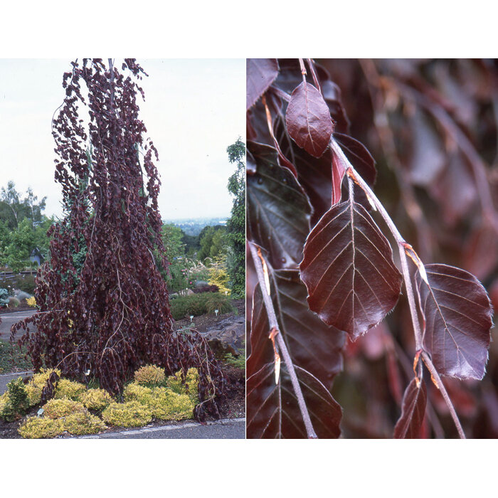 Fagus sylvatica ´Purple Fontain´ 150/175cm