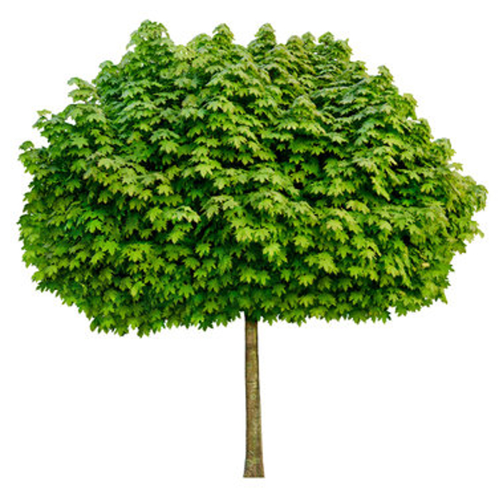 Javor mliečny - Acer platanoides ´Columnare´ Co25L 8/10