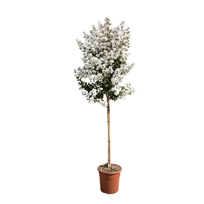 Myrta krepová tmavo ružová - Lagerstroemia indica ´ Bianco Grassi´  Co3L 60/100