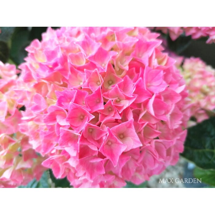 Hortenzia kalinolistá - Hydrangea macrophylla - ružová - 50+cm