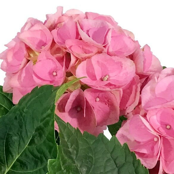Hortenzia kalinolistá - Hydrangea macrophylla - svetlo ružová