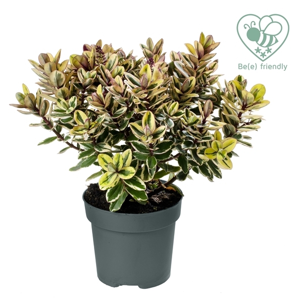 Hebe Addenda - tricolor - 15/25cm