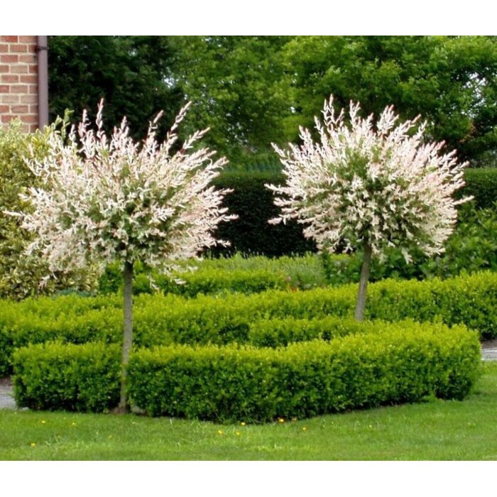 V?ba japonská - Salix integra Hakuro Nishiki - na 180cm kmienku