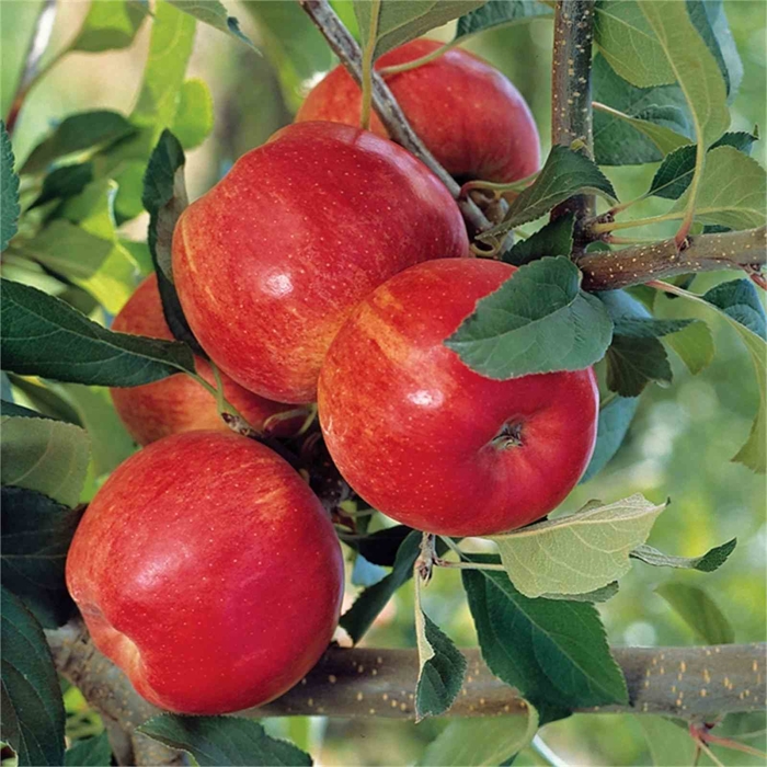 Jabloň - Malus domestica 'Gala' - skoro zimná  Co7.5L